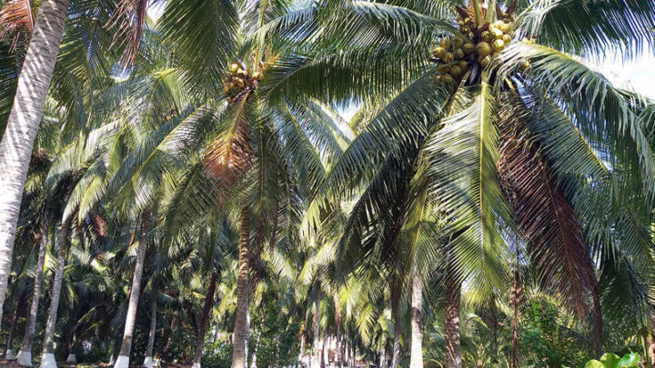 Thương hiệu giúp mang dừa Việt ra với thế giới – Vietcoco